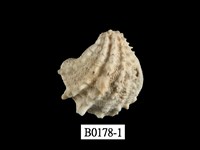 藏品(偏口蛤)的圖片